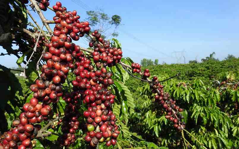 Giá nông sản cà phê ngày 2/4 quay đầu giảm